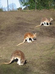 Kängurus - Australien, Tier, Beuteltier, Zoo, Känguru, Gehege, Symbol, Wappentier, drei, Menge, hüpfen, springen