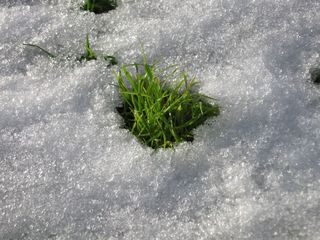 Gras - Gras, grün, Schnee, weiß, Frühling, Tauwetter, Halme, Struktur, Meditation