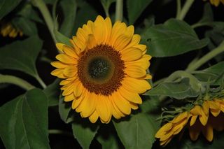 Sonnenblume - Natur, Blume, Sonnenblume