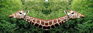 Afrikanischer Bumerang - Zoo, Giraffe, Fotomontage, Giraffenkopf, Schreibanlass, Symmetrie, Tarnung, Camouflage