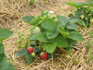 Erdbeeren am Strauch - Erdbeere, Blütenpflanze, Blüte, Frucht, Sammelnussfrucht, fragaria ananassa