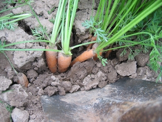 So wachsen Karotten auf dem Feld  - Karotte, Karotten, Möhre, Möhren, Mohrrübe, Gelbe Rübe, Ruebli, Gemüse