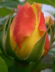 Rosenknospe - Rose, Schnittblume, Knospe, Rosengewächs