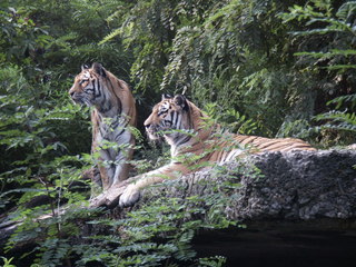 Zwei Tiger  - Tiger, Raubkatze, Großkatze, Biologie, Zoo, Säugetier, zwei, Raubtier, Tarnung, Camouflage