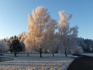 Bäume im Raureif - Winter, Raureif, Kristalle, kalt, Reif, Niederschlag, fest, Luftfeuchtigkeit, Wetter, bizarr, Resublimation, Eis, Wetter, Bäume, Himmel, blau, Sonne