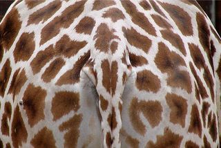 Giraffe - Giraffe, Paarhufer, Wiederkäuer, Säugetier, Afrika, Savanne, Fell, Muster, gefleckt, Hintern, Detail, Tarnung, Netzgiraffe, Struktur, Camouflage, Muster