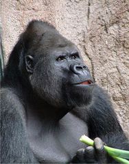 Gorilla 2 - Gorilla, Menschenaffe, Affe, Primat, Pflanzenfresser, Fell, Zoo, fressen, männlich