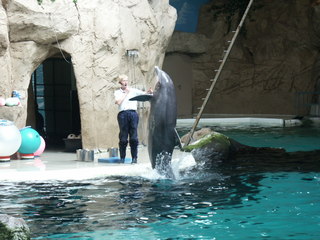 Delfin und Delfintrainer - Tierdressur, Delfin, Delfinarium, Zoo, Tiertrainer, Säugetier