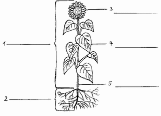 Teile einer Sonnenblume  - Sonnenblume, Samenpflanze