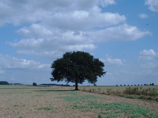 Baum in freier Landschaft - Baum, Weite, Meditation, Wolken, Schreibanlass