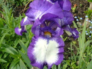 Blüte Iris - Iris, Schwertlilie, Blüte, violett