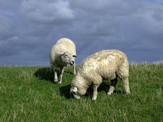 Schafe - Schaf, Nordsee, Deich, Haustier, Tier, zwei, Natur, Nutztier, Wolle, Schottland, Highlands, weich, weiden, Weide, Milch, Fleisch, Paarhufer, Wiederkäuer