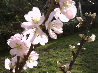 Mandelblüte - Blüte, Mandelblüte, Pflanze, Frühling, Mandel, Baum, Blüten, Mandel, Mandelbaum, Mandelblüte, rosa