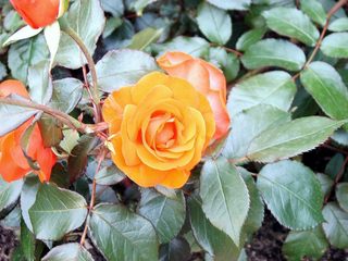 Königin der Blumen - Rose, Blüte