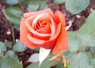 Königin der Blumen - Rose, Blüte