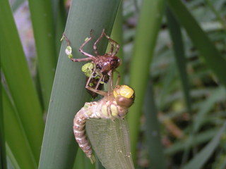 Geschlüpfte Libelle #2 - Libelle, Mosaikjungfer, Metamorphose, Imago Libellenlarve, Insekten, Aeshna cyanea