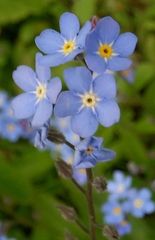 Vergissmeinnicht - Myosotis sylvatica, Familie der Raublattgewächse-Boretschgewächs-Frühjahrsblüher, blau