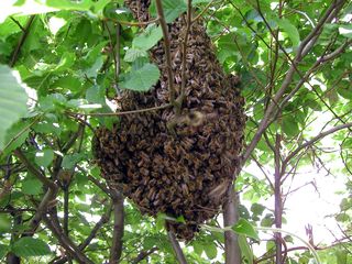 Zellteilung des Bienenschwarms #1 - Bienen, Schwarm, Natur, Imkerei, Bienenschwarm, Bienenvolk