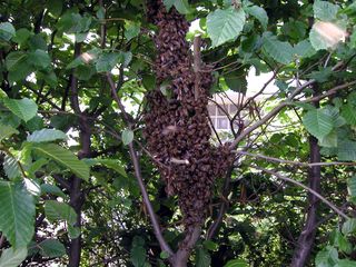 Zellteilung des Bienenschwarms #2 - Bienen, Schwarm, Natur, Imkerei, Bienenschwarm, Bienenvolk