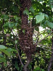 Zellteilung des Bienenschwarms #3 - Bienen, Schwarm, Natur, Imkerei, Bienenschwarm, Bienenvolk