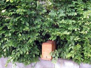 Zellteilung des Bienenschwarms #4 - Bienen, Schwarm, Natur, Imkerei, Bienenschwarm, Bienenvolk, Kasten, einfangen
