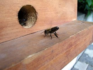 Zellteilung des Bienenschwarms #6 - Bienen, Schwarm, Natur, Imkerei, Bienenvolk, Bienenschwarm, Bienenkasten, anlocken