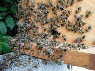 Zellteilung des Bienenschwarms #8 - Bienen, Schwarm, Natur, Imkerei, Bienenvolk, Bienenschwarm, Bienenkasten, sammeln