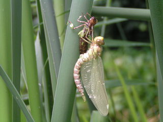 Geschlüpfte Libelle #1 - Libelle, Mosaikjungfer, Metamorphose, Imago Libellenlarve, Insekten, Aeshna cyanea