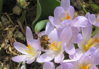 Biene auf Krokusblüte - Biene, Honigbiene, Pollen, sammeln, Krokus, Frühling, Höschen, Pollenhöschen, Frühblüher