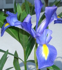 Iris - Iri, Iridaceae, Schwertliliengewächs, Staude, Sommerblume, einkeimblättrig, mehrjährig