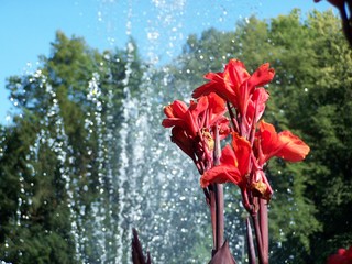 Canna - Springbrunnen, Lindau, Blume, rot, Canna, Blumenrohr