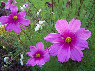Cosmea - Blumen, rosa, pink, Cosmea, Schmuckkörbchen, Zierpflanze, einjährig
