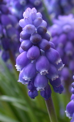 Traubenhyazinthe - Blütenstand - Traubenhyazinthe, blau, Frühblüher, Frühling, Zwiebel, Muscari, Perlhyazinthe