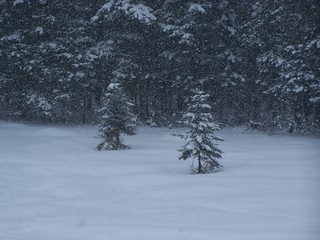 Schneefall - Schnee, schneien, Winter, Wald, Schneefall, Nadelbaum