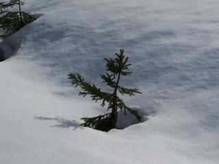 Kleiner Nadelbaum im Schnee - Nadelbaum, Schnee, Winter, kraftvoll, Schatten, Pulverschnee, glitzern, Schreibanlass