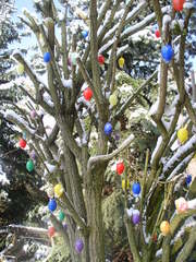 Osterbaum - Ostern, Osterbrauch, Symbol, Frühlingsfest, Baum, Eier, bunt, viele, Osterei, Ostereier