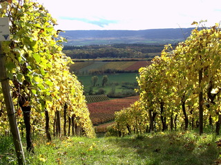 Weinberg im Herbst - Trollinger, Wein, Weinrebe, Herbst, Weinberg, Rotwein
