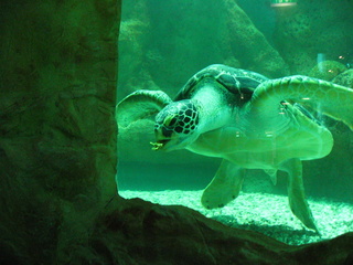 Meeresschildkröte #2 - Schildkröte, Meer, fressen, Panzer