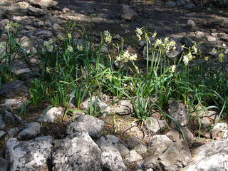 Buket-Narzisse (Narcissus tazetta L.) # 1 - Buket-Narzisse, Narcissus tazetta L., Narzisse, Mallorca, Frühlingblüher, März, Balearen
