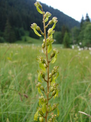 Großes Zweiblatt (Listera ovata) - Orchidee, Ophrys, Großes Zweiblatt, Listera ovata, Alpen, Wiese, Juni