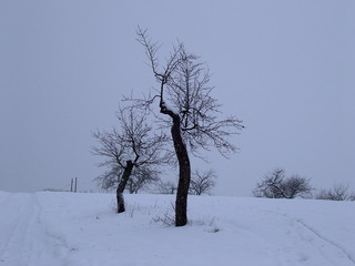 Bizarre Bäume - Winter, Baum, Bäume, bizarr, Form, knorrig, Äste, Schnee, weiß, grau, Kunst, kahl, Kontrast, Schreibanlass