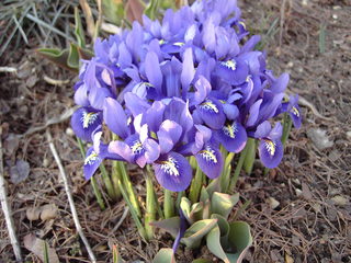Iris - Iris, Lilien, Frühling, lila, Frühblüher