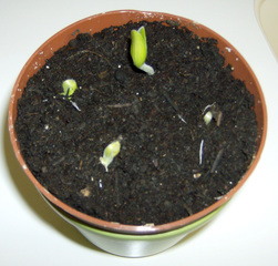Zucchinikeimling - Keimling, keimen, Zucchini, Erde, Samenpflanze, Wachstum, Keimblatt, Trieb