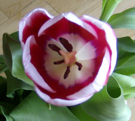 Tulpe - Blütenstempel, Tulpe, Fruchtblätter, Blüte, Fruchtknoten, Samenanlage, Griffel, Narbe Frühblüher