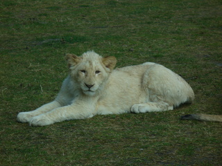 weißer Löwe # 2 - Safaripark, Löwe, Raubkatze, weiß, Jungtier, kuschelig, jung