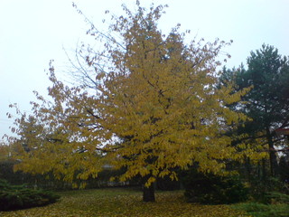 Kirschbaum - Herbst, Laubfärbung, Kirschbaum, Herbstlaub