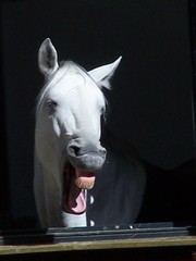 Pferd: Gebiss - Pferd, Hofreitschule, Wien, Lippizaner, Gebiss, wiehern, lachen, Lippizaner, Schimmel