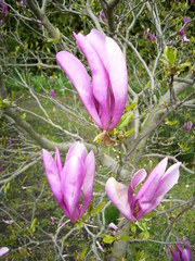 3 Magnolienblüten - Frühjahr, Frühling, violett, pink, Blüte, Baum