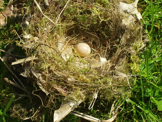 Nest einer Blaumeise mit Ei - Vogel, Meise, Blaumeise, Nestbau, Eier, Frühling, Brut, Gelege, Vogelnest, Vogelei