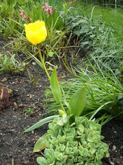 gelbe Tulpe - Frühling, Frühjahr, Frühblüher, Tulpe, Blüte, gelb, Zwiebelgewächs